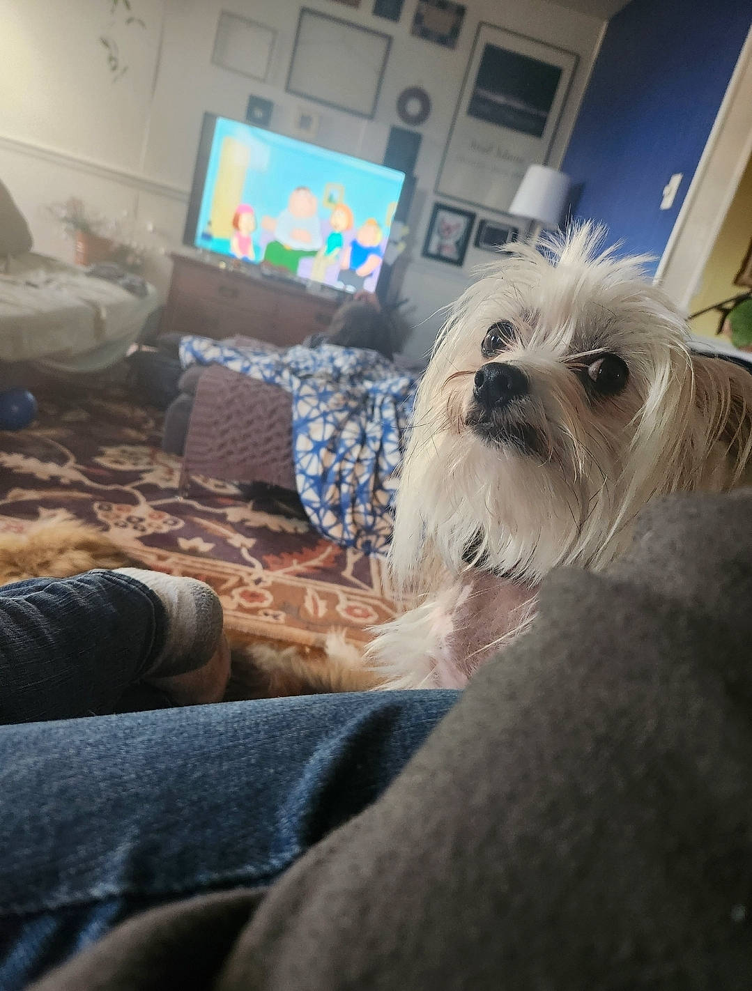 Beetle George is registered to the contest to win money with this photo: carnivore, cloud, comfort, companion_dog, couch, dog, dog_breed, eyewear, flooring, fur, gadget, linens, pillow, sky, small_terrier, snout, sporting_group, terrier, toy_dog, working_animal