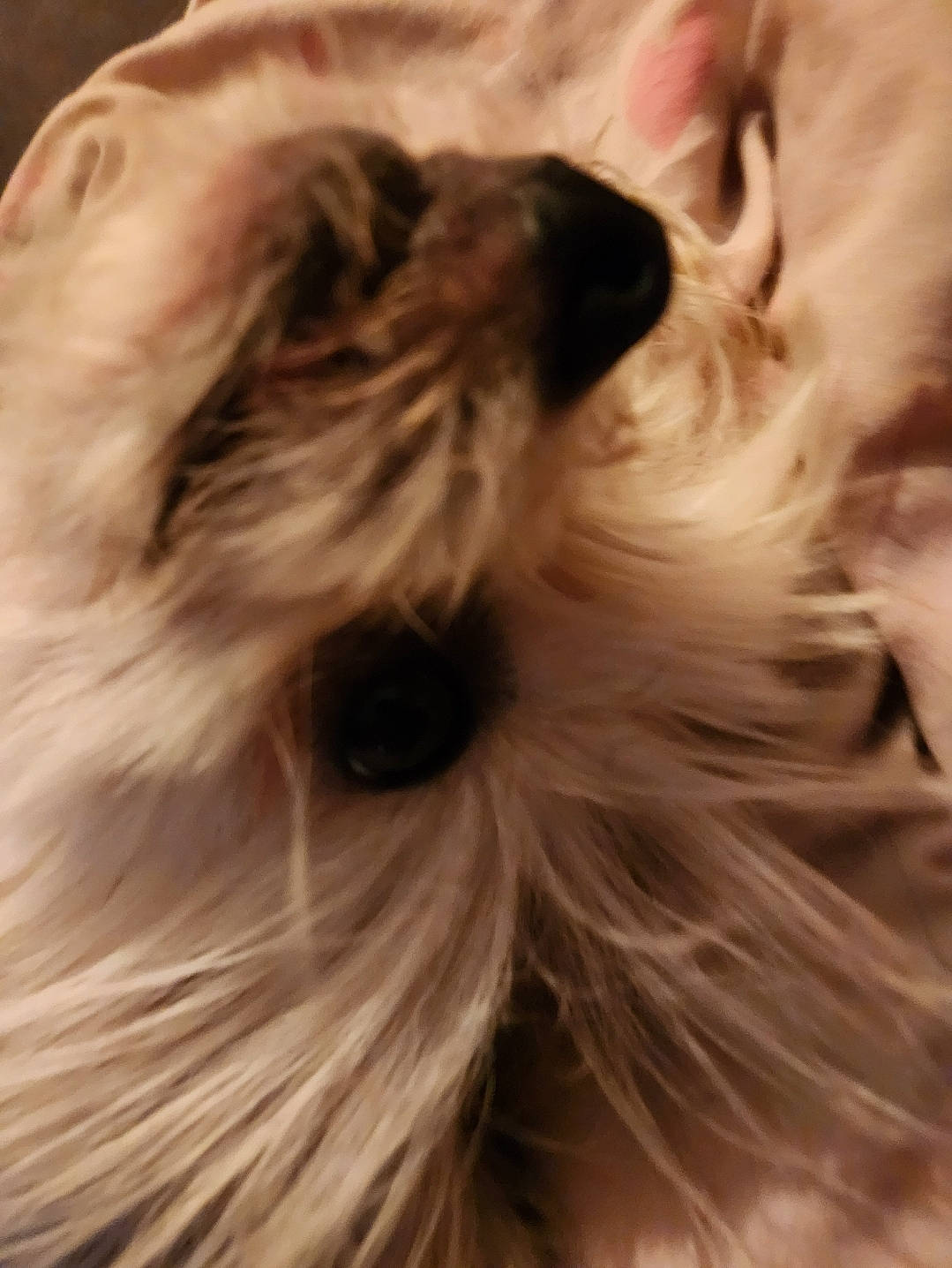 Beetle George joined the competition — help win amazing prizes! biewer_terrier, canidae, carnivore, close_up, companion_dog, dog, dog_breed, fawn, fur, liver, maltepoo, non_sporting_group, puppy, small_terrier, snout, sporting_group, terrier, toy_dog, whiskers, working_animal