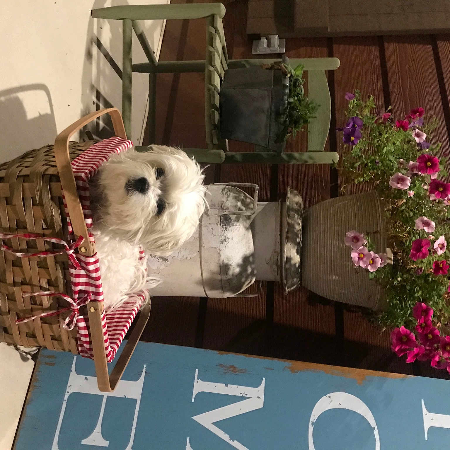 Annie joined the competition — help win amazing prizes! canidae, carnivore, dog, non_sporting_group, west_highland_white_terrier