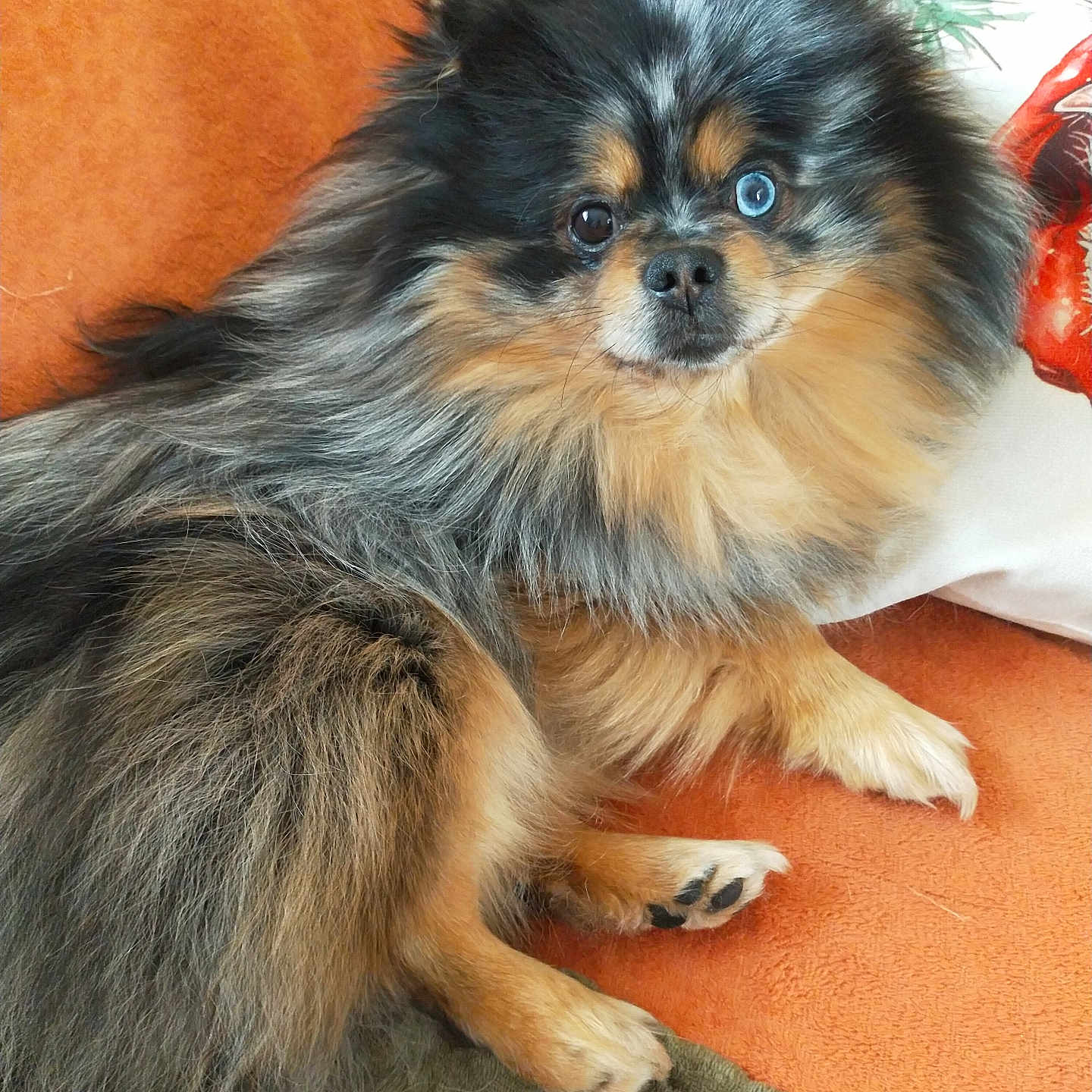 Ulysse participe au concours pour gagner de l'argent avec cette photo : animal, blue_eye, canine, couch, cute, dog, domestic_animal, face, fluffy, fur, furry, indoor, laying, orange, paw, pet, pillow, portrait, relaxed, small_dog