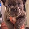 Teddy is registered to the contest to win money with this photo: puppy, dog, blue_eyes, fluffy, cute, pet, indoor, close_up, ears, fur, adorable, animal, young, hands, person, face, expression, brown, holding, portrait