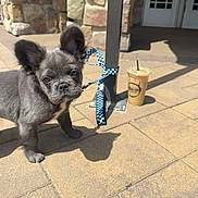 Teddy is registered to the contest to win money with this photo: puppy, dog, gray_fur, leash, blue_leash, patio, outdoor, sunlight, shadow, concrete, coffee_cup, plastic_cup, building, door, curious, pet, animal, young_dog, ears, tied