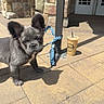 puppy, dog, gray_fur, leash, blue_leash, patio, outdoor, sunlight, shadow, concrete, coffee_cup, plastic_cup, building, door, curious, pet, animal, young_dog, ears, tied