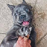 Teddy is registered to the contest to win money with this photo: puppy, dog, playful, paw, tongue, hand, holding, cute, pet, animal, outdoor, ground, texture, joy, mischief, young, friendly, fun, expression, domestic