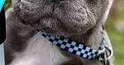 Teddy joined the competition — help win amazing prizes! dog, puppy, french_bulldog, close_up, collar, blue, checkered, pet, animal, cute, fur, ears, whiskers, outdoor, portrait, young, muzzle, face, curious, background_blur