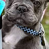dog, puppy, french_bulldog, close_up, collar, blue, checkered, pet, animal, cute, fur, ears, whiskers, outdoor, portrait, young, muzzle, face, curious, background_blur