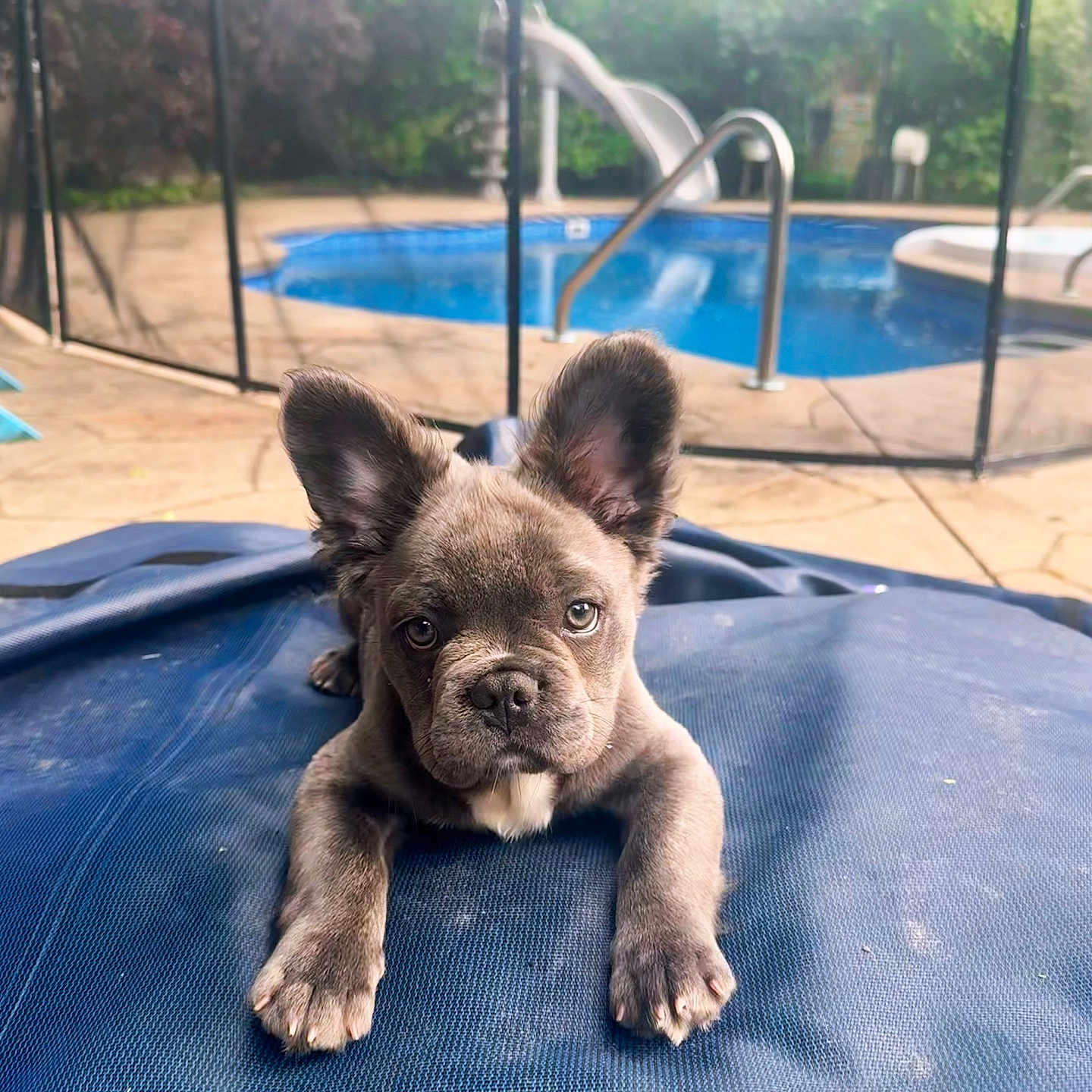 Teddy is registered to the contest to win money with this photo: puppy, dog, french_bulldog, blue_pool_cover, outdoor, backyard, pool, slide, greenery, summer, pet, canine, animal, young_dog, ears, cute, looking_at_camera, resting, sunlight, home