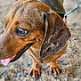 Stella participe au concours pour gagner de l'argent avec cette photo : dog, brown_dog, close_up, tongue_out, leash, pet, animal, canine, outdoor, gravel, happy, playful, ears, paws, fur, looking_away, companion, domestic_animal, friendly, cute