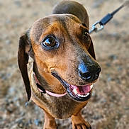 Stella a rejoint le concours — aidez-le/la à gagner de superbes lots ! dog, dachshund, pet, animal, close_up, smiling, collar, leash, brown_fur, canine, happy, outdoor, portrait, ground, four_legs, ears, snout, teeth, eyes, fur