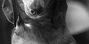 Stella participe au concours pour gagner de l'argent avec cette photo : dog, dachshund, pet, hat, sunglasses, black_and_white, portrait, animal, cute, face, eyes, nose, ears, fur, hands, person, blurred_background, indoor, closeup, holding