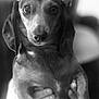 dog, dachshund, pet, hat, sunglasses, black_and_white, portrait, animal, cute, face, eyes, nose, ears, fur, hands, person, blurred_background, indoor, closeup, holding