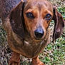 Stella participe au concours pour gagner de l'argent avec cette photo : dog, dachshund, pet, animal, grass, outdoor, brown, ears, canine, fur, face, eyes, legs, short_legs, nature, mammal, snout, front_paws, looking_up, daylight