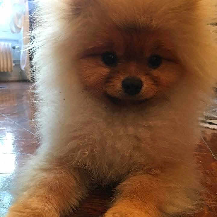 Lou