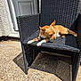 Rocky joined the competition — help win amazing prizes! animal, calm, chair, daylight, dog, door, home, outdoor, patio, pet, quiet, relaxing, resting, shadow, small_dog, sunlight, tan_dog, texture, white_paws, woven_chair