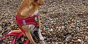 Rocky joined the competition — help win amazing prizes! animal, beach, brown_dog, calm, cloudy_sky, coast, dog, harness, leash, nature, outdoor, pebbles, pet, rocky_shore, sea, side_view, sitting, sky, small_dog, water
