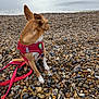animal, beach, brown_dog, calm, cloudy_sky, coast, dog, harness, leash, nature, outdoor, pebbles, pet, rocky_shore, sea, side_view, sitting, sky, small_dog, water