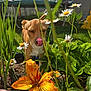 Rocky joined the competition — help win amazing prizes! close_up, daisy, dog, fence, flower, garden, grass, greenery, nature, orange_lily, outdoor, pet, plant, playful, spring, summer, sunlight, tongue_out, trampoline, yard