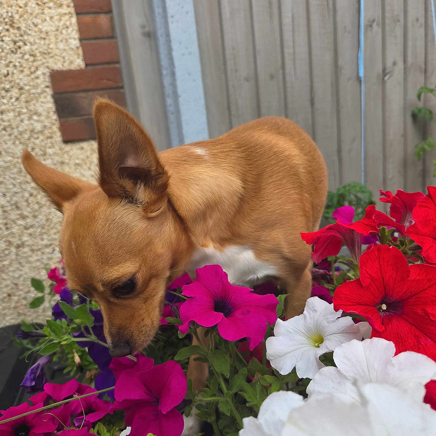 Rocky is registered to the contest to win money with this photo: closeup, curious, daylight, dog, ears, flowers, garden, greenery, nature, outdoor, pet, pink_flowers, plant, red_flowers, small_dog, sniffing, tan_dog, wall, white_flowers, wooden_fence