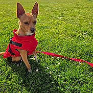 Rocky is registered to the contest to win money with this photo: animal, canine, daytime, dog, ears, field, flowers, grass, greenery, leash, nature, outdoor, park, pet, red_jacket, scenery, sitting, sky, small_dog, sunlight
