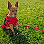 animal, canine, daytime, dog, ears, field, flowers, grass, greenery, leash, nature, outdoor, park, pet, red_jacket, scenery, sitting, sky, small_dog, sunlight