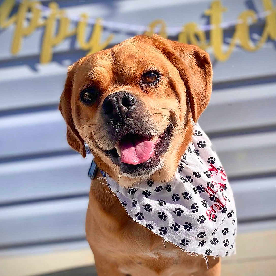 Louie James joined the competition — help win amazing prizes! accessories, animal, bandana, boxer, bulldog, canine, clothing, dog, formalwear, goldenretriever, headband, hound, indoors, interiordesign, labradorretriever, pet, pug, puppy, snout, tie