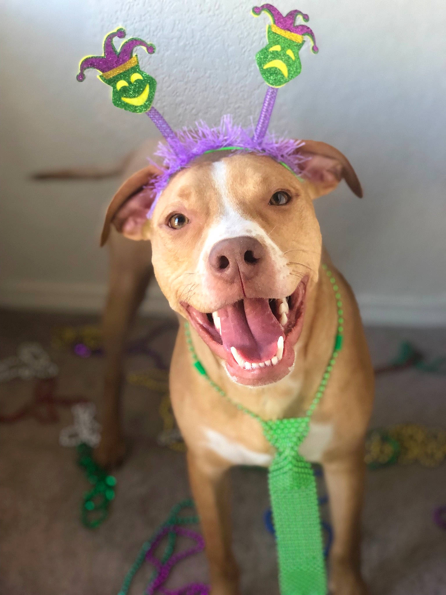 Leonard Gibson joined the competition — help win amazing prizes! american_pit_bull_terrier, american_staffordshire_terrier, canidae, carnivore, dog, dog_breed, ear, fawn, non_sporting_group, nose, pit_bull, snout