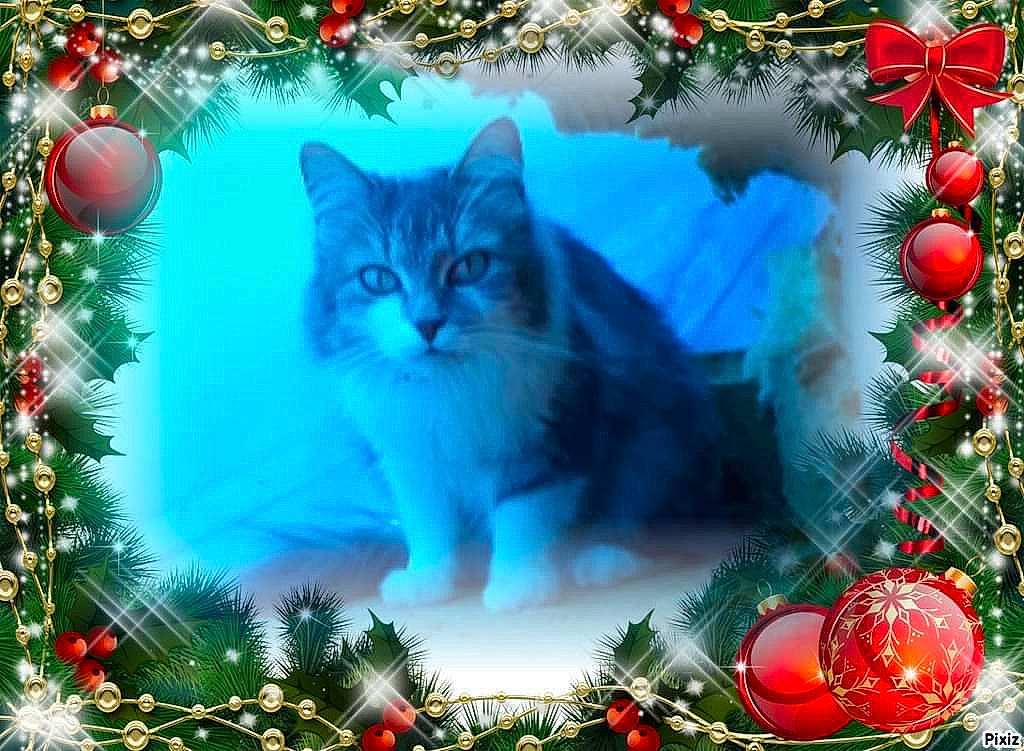 Gribouille a rejoint le concours — aidez-le/la à gagner de superbes lots ! branch, carnivore, cat, christmas, christmas_decoration, christmas_eve, christmas_ornament, christmas_tree, conifer, event, felidae, fir, holiday, interior_design, kitten, norwegian_forest_cat, ragdoll, small_to_medium_sized_cats, tree, whiskers