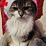 Gribouille a rejoint le concours — aidez-le/la à gagner de superbes lots ! cat, fluffy, hat, christmas, festive, red, white, glowing_stars, blanket, soft, indoor, pet, animal, portrait, cute, sitting, fur, whiskers, face, decor