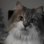 Gribouille a rejoint le concours — aidez-le/la à gagner de superbes lots ! cat, fluffy, close_up, portrait, animal, pet, feline, whiskers, curious, eyes, indoor, soft_light, blurred_background, muzzle, fur, domestic_cat, cute, looking, head, face