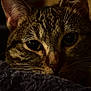Nuna participe au concours pour gagner de l'argent avec cette photo : cat, tabby, close_up, face, whiskers, fur, pet, animal, cozy, blanket, indoor, cute, portrait, feline, eyes, soft_light, warm, resting, domestic, curious