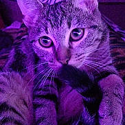 Nuna a rejoint le concours — aidez-le/la à gagner de superbes lots ! cat, tabby, close_up, purple_light, pet, feline, whiskers, tail, striped, blanket, zebra_pattern, cozy, indoor, playful, curious, cute, animal, fur, paw, relaxed