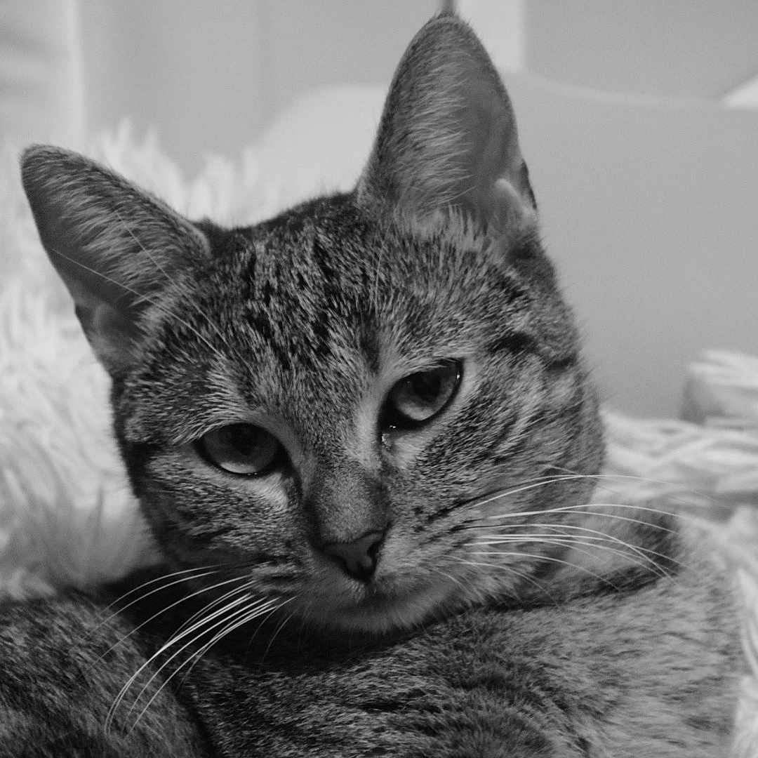 Nuna a rejoint le concours — aidez-le/la à gagner de superbes lots ! animal, black_and_white, cat, close_up, cute, ears, eyes, face, feline, fluffy, fur, indoor, muzzle, pet, portrait, relaxed, resting, tabby_cat, texture, whiskers