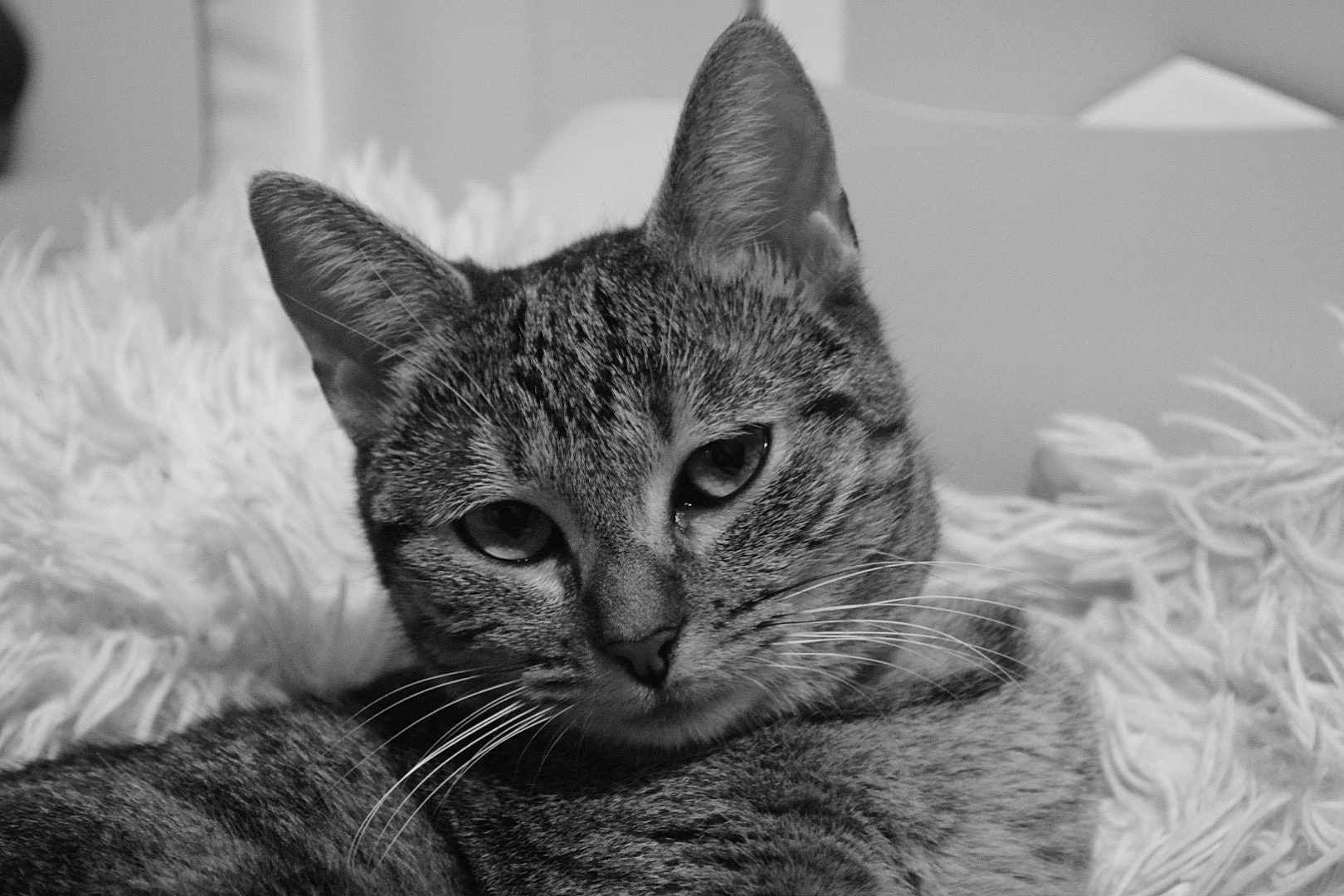 Nuna a rejoint le concours — aidez-le/la à gagner de superbes lots ! cat, tabby_cat, close_up, black_and_white, fur, whiskers, animal, pet, relaxed, resting, fluffy, texture, indoor, portrait, face, ears, eyes, muzzle, cute, feline