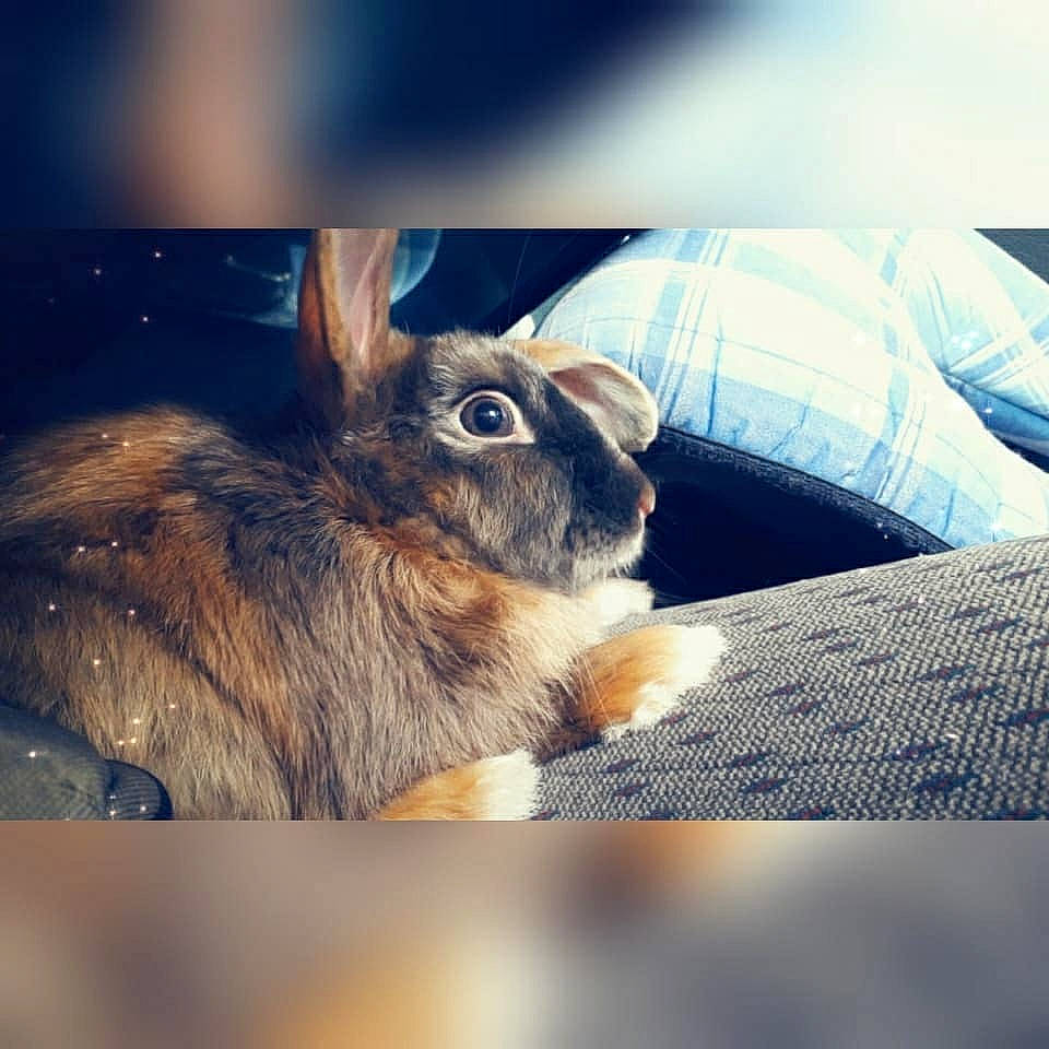 Panpan a rejoint le concours — aidez-le/la à gagner de superbes lots ! cloud, domestic_rabbit, ear, fawn, fur, hare, meteorological_phenomenon, mountain, photography, rabbit, rabbits_and_hares, sky, snout, squirrel, whiskers, wilderness, wildlife