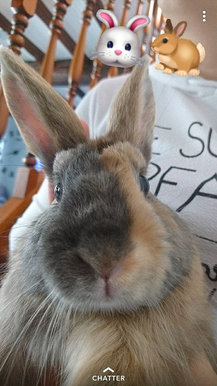 Panpan a rejoint le concours — aidez-le/la à gagner de superbes lots ! angora_rabbit, domestic_rabbit, ear, easter_bunny, fawn, hare, rabbit, rabbits_and_hares, snout, snowshoe_hare, whiskers, wildlife