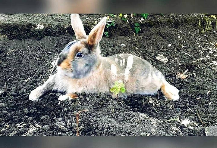 Panpan a rejoint le concours — aidez-le/la à gagner de superbes lots ! adaptation, domestic_rabbit, ear, fawn, hare, mammal, organism, rabbit, rabbits_and_hares, snowshoe_hare, whiskers, wildlife, wood_rabbit