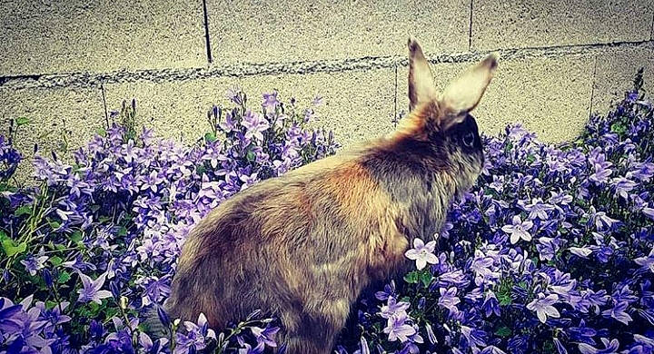 Panpan participe au concours pour gagner de l'argent avec cette photo : flower, grass, plant, sky, wildlife