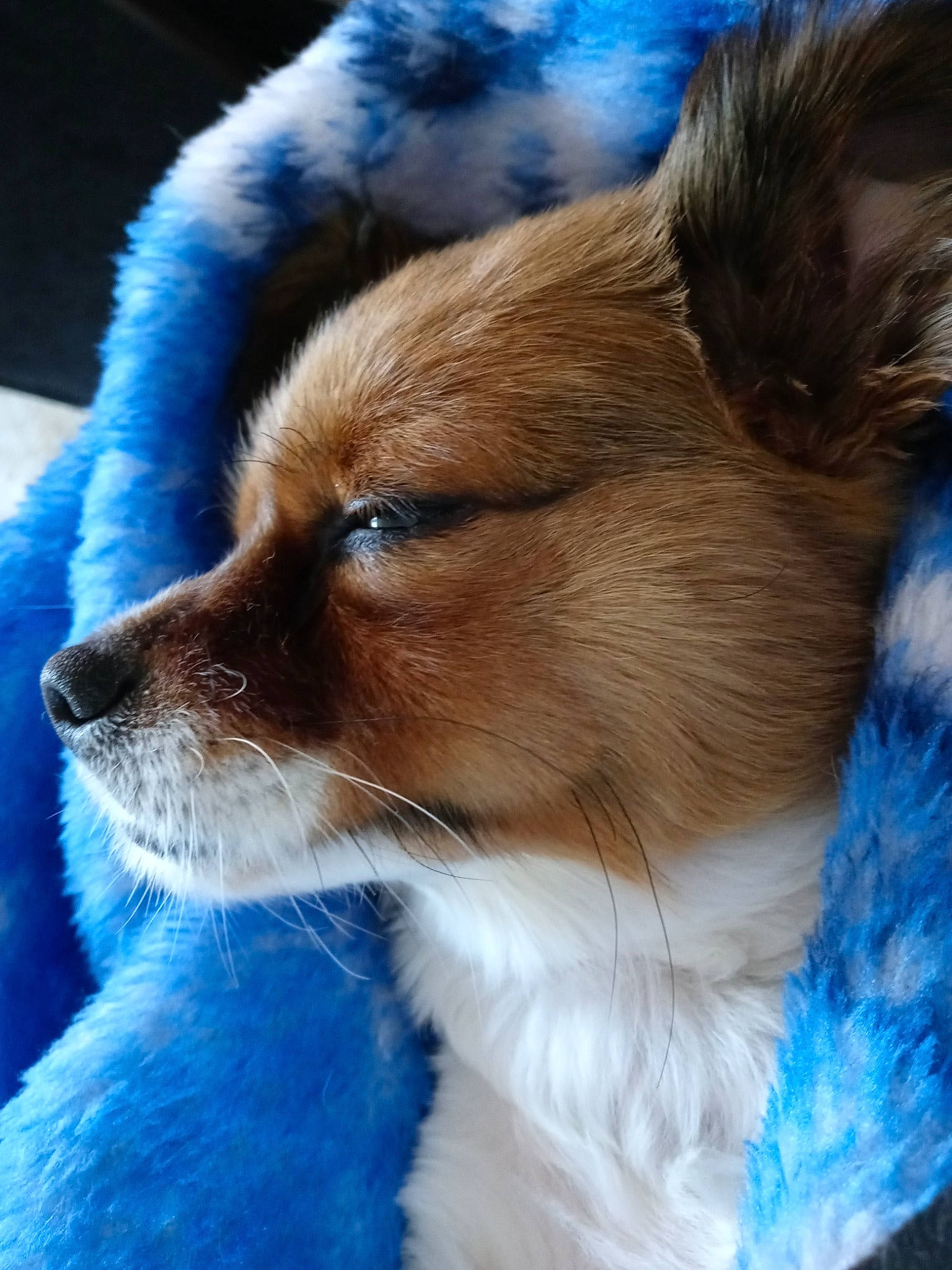 Buddy Lee is registered to the contest to win money with this photo: blue, canidae, cardigan_welsh_corgi, carnivore, close_up, companion_dog, dog, dog_breed, electric_blue, fawn, fur, herding_dog, non_sporting_group, snout, tail, terrestrial_animal, toy_dog, vertebrate, whiskers, working_dog