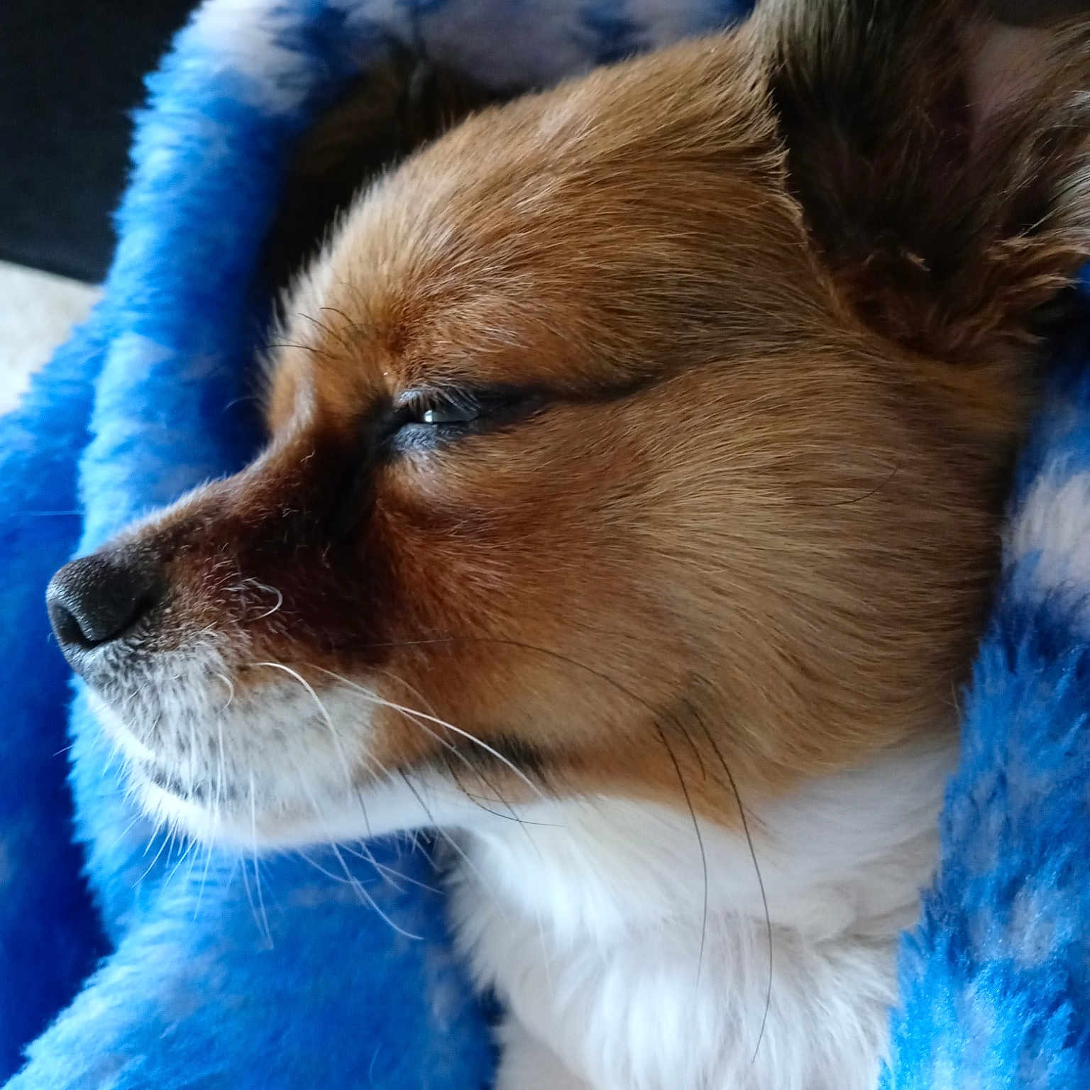 Buddy Lee