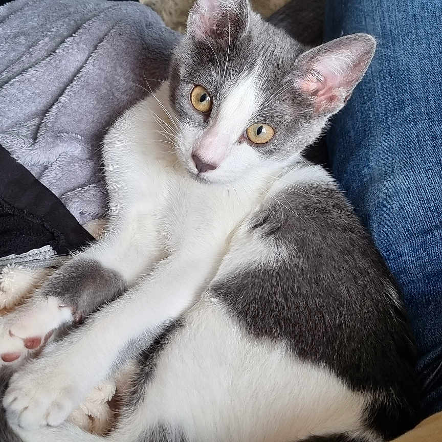 Winter participe au concours pour gagner de l'argent avec cette photo : abyssinian, adult, animal, blanket, cat, chair, clothing, couch, cushion, furniture, homedecor, jeans, kitten, linen, male, man, manx, pants, person, pet