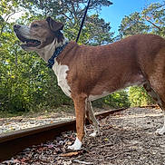 Odin joined the competition — help win amazing prizes! dog, canine, leash, forest, trees, railroad_track, outdoor, nature, sky, brown_fur, white_fur, happy, walking, daylight, animal, pet, muzzle, ears, collar, ground