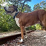 dog, canine, leash, forest, trees, railroad_track, outdoor, nature, sky, brown_fur, white_fur, happy, walking, daylight, animal, pet, muzzle, ears, collar, ground