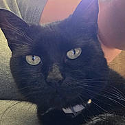 Onyx is registered to the contest to win money with this photo: black_cat, cat, pet, close_up, animal, whiskers, collar, paw, feline, indoor, person, arm, face_partial, natural_light, window, resting, comfort, texture, green, soft_light