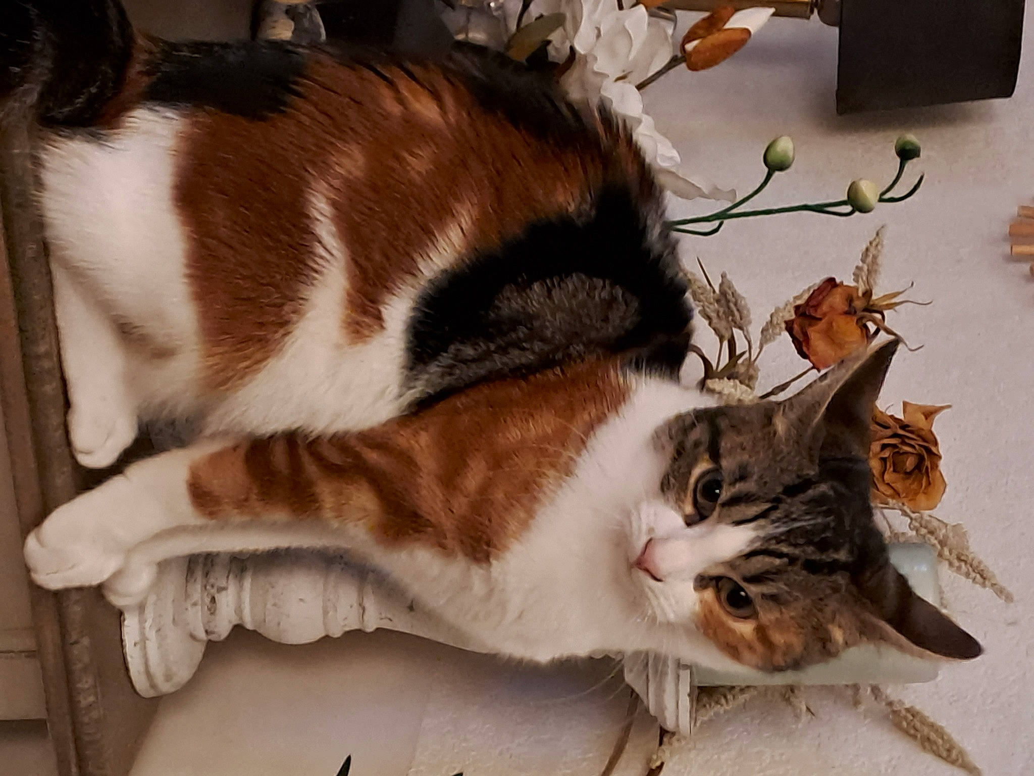 Chouquette participe au concours pour gagner de l'argent avec cette photo : carnivore, cat, claw, comfort, domestic_short_haired_cat, fawn, felidae, foot, fur, paw, plant, small_to_medium_sized_cats, snout, tail, terrestrial_animal, tree, twig, whiskers, window, wood