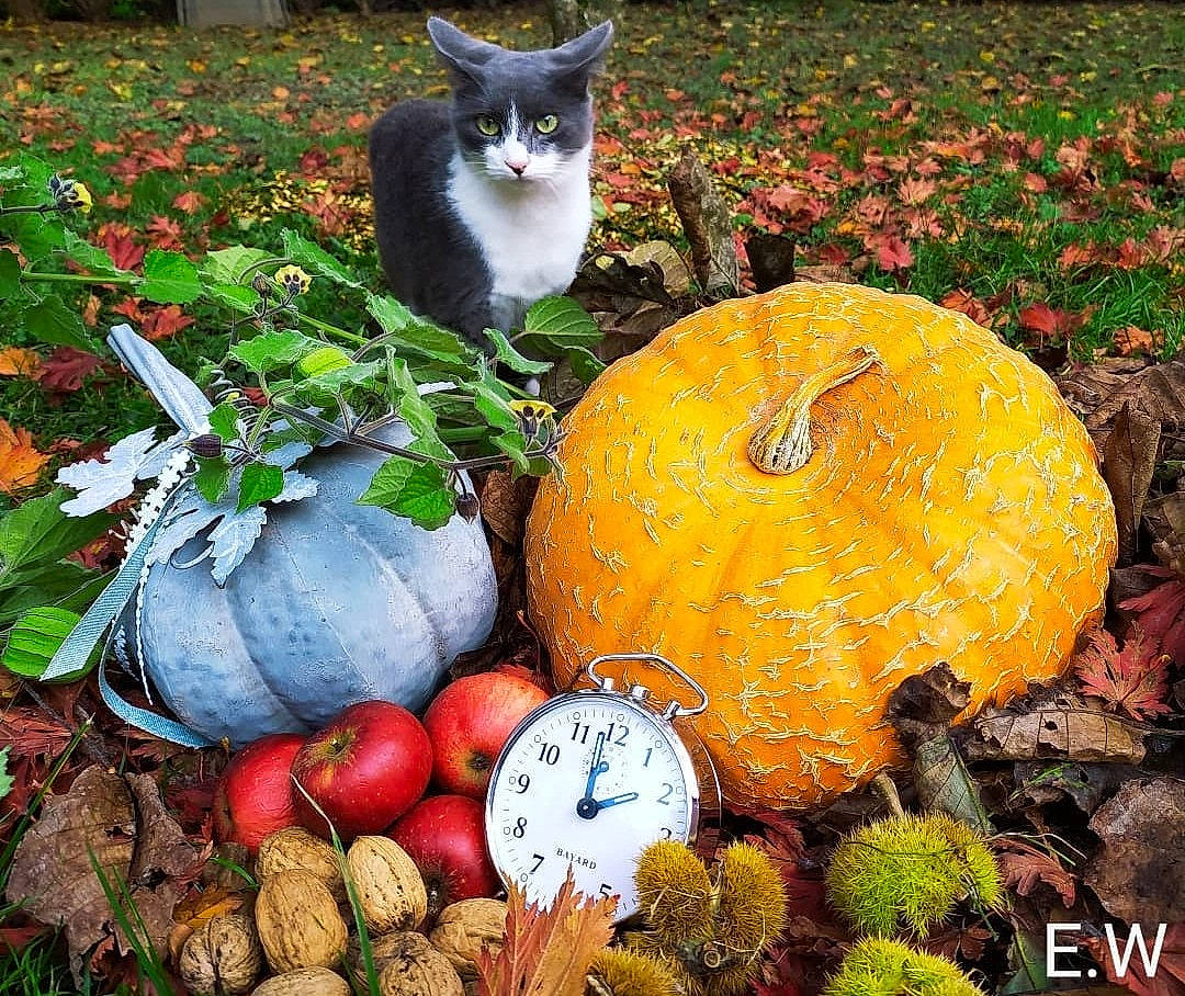 Ritchie a rejoint le concours — aidez-le/la à gagner de superbes lots ! botany, calabaza, carnivore, cat, cucurbita, felidae, gourd, grass, groundcover, local_food, natural_foods, nature, plant, pumpkin, small_to_medium_sized_cats, squash, vegetable, whiskers, whole_food, winter_squash