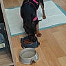 animal, black_dog, brown_dog, cabinet, canine, dog, domestic, feeding, floor, flooring, food_bowl, harness, household, indoor, kitchen, mat, meal_time, pet, water_bowl, wooden_floor