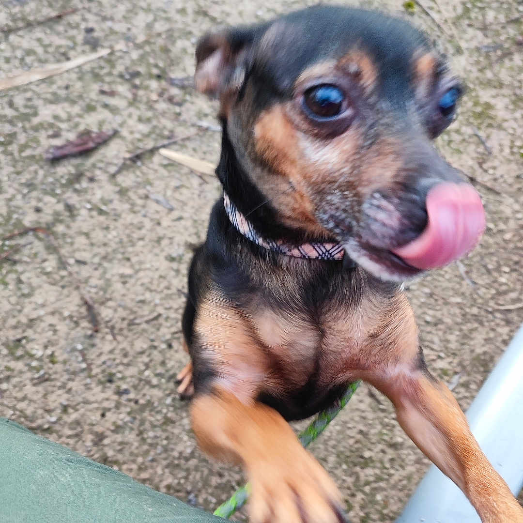 Nina participe au concours pour gagner de l'argent avec cette photo : animal, black, brown, canine, closeup, collar, cute, dog, eager, expression, fur, ground, licking, outdoor, paws, pet, playful, small_dog, standing, tongue