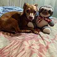 Baby Beaner is registered to the contest to win money with this photo: animal, bed, bedroom, blanket, brown, companion, cozy, cute, dog, heart_pattern, indoor, lying_down, pet, plush, red_bow, relaxed, small_dog, stuffed_toy, toy, wood_paneling