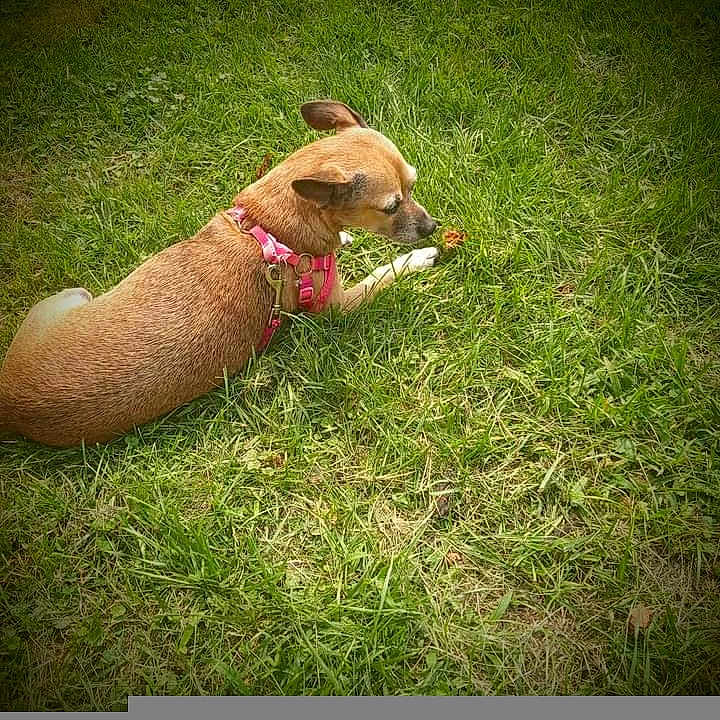 Rose Bud joined the competition — help win amazing prizes! animal, brown_dog, canine, close_up, curious, daytime, dog, field, flora, grass, green_grass, lying_down, nature, outdoor, pet, pink_harness, small_dog, sniffing, sunlight, vignette