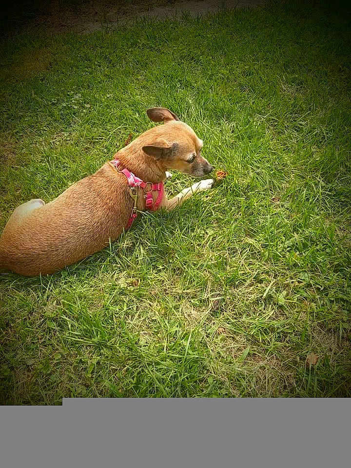 Rose Bud joined the competition — help win amazing prizes! dog, grass, outdoor, pet, brown_dog, small_dog, pink_harness, animal, canine, nature, green_grass, lying_down, sniffing, sunlight, vignette, close_up, daytime, curious, field, flora